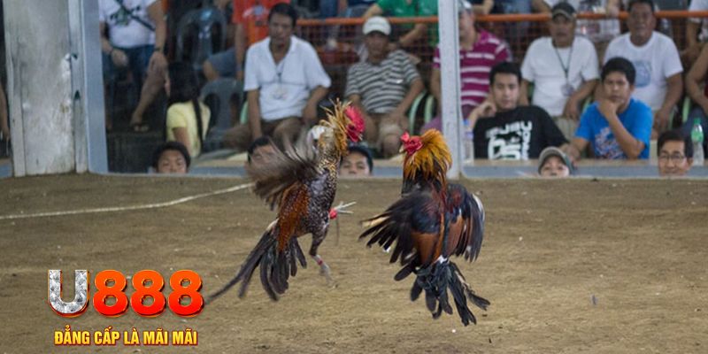 bk8 đăng nhập mậu binh khuyến mãi