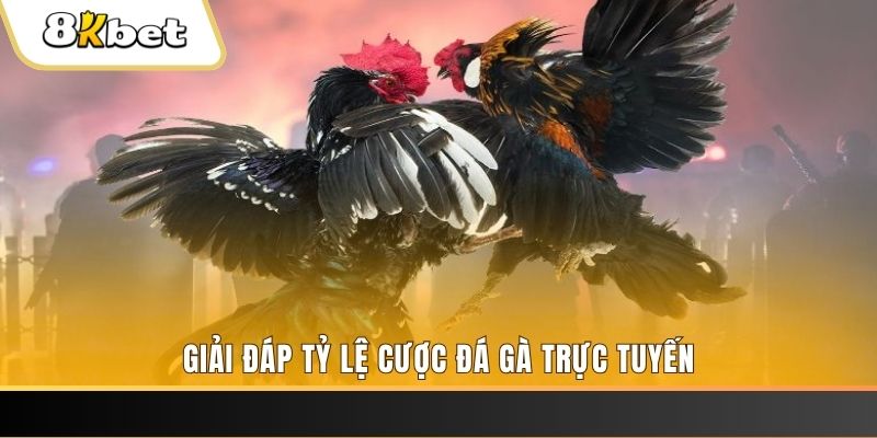 bk8 trực tiếp đá gà thomo